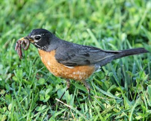 photo robin worm grass