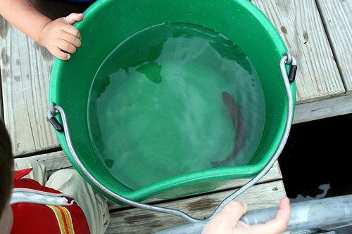 photo of fish in bucket asian carp invasion plan
