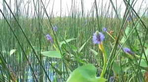 great-lakes-coastal-wetland-documentary-waterlogged-cap photo documentary coastal wetlands great lakes video capture