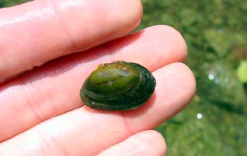 photo endangered freshwater mussel usfws rayed bean michigan