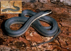 photo queen snake western lesser siren michigan