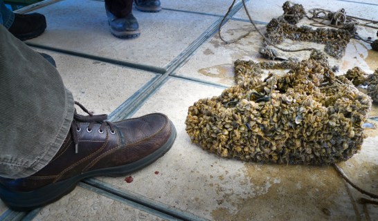 photo quagga mussels shoe invasive