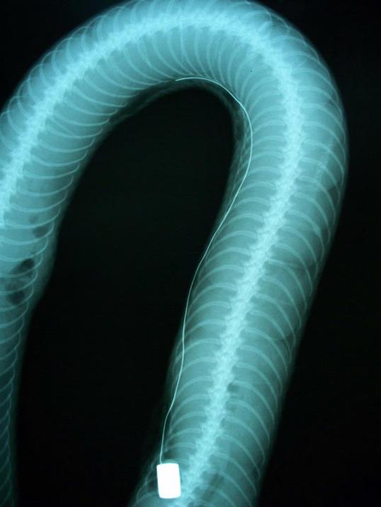 photo fox snake eggs record