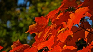 michigan-fall-color-red-maple-leaves