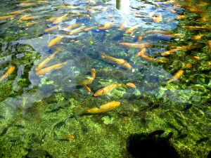 photo aquaculture industry