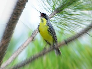 photo kirtlands warbler singing