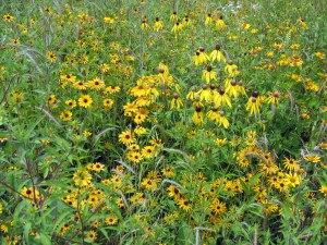 flower prairie restoration shiawassee