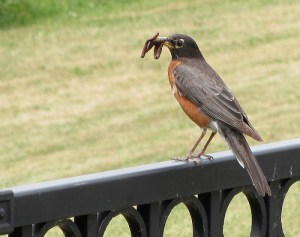 early bird catches worm