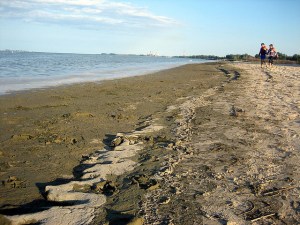 beach-bay-city-state-rec-area-muck