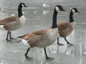 canada geese on ice