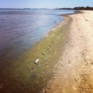 Saginaw bay algae muck bay city state recreation area