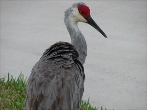sandhill crane flickr kates