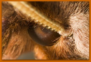 A furry moth eye. Credit: Andrew Magill.  