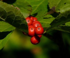winterberries flickr
