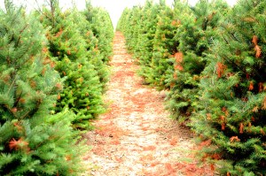 christmas trees oregon