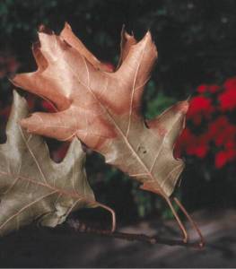 Classical symptoms of oak wilt on red oak leaves.  Credit: Michigan State University