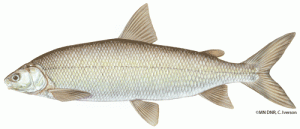 lake whitefish minnesota dnr