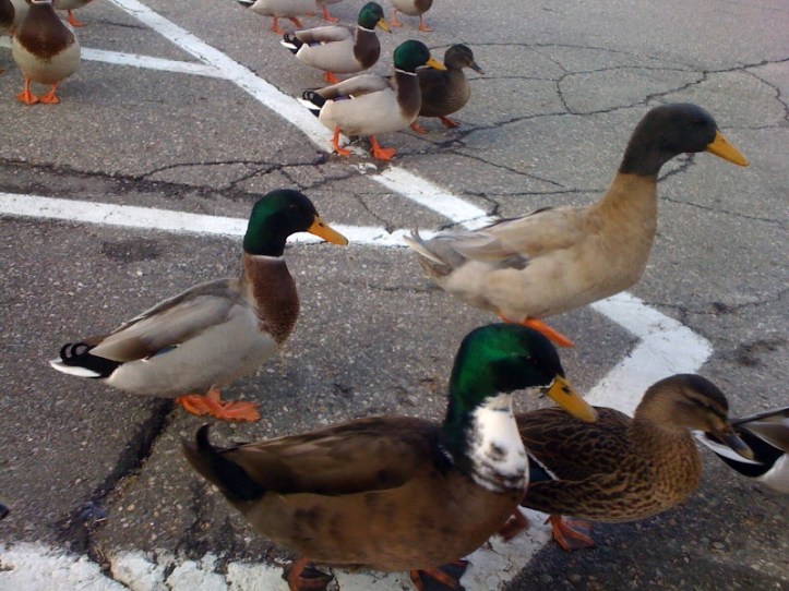 ducks on the go michigan saginaw bay waterfowl festival 2015