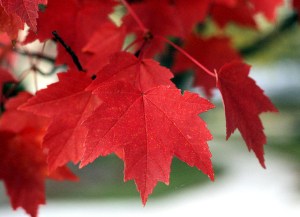 fall leaves conservation summit michigan bay city