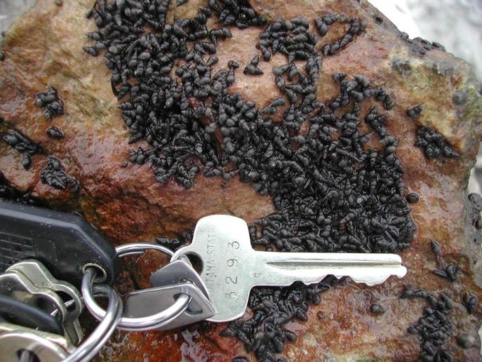 new zealand mud snails key usfws 