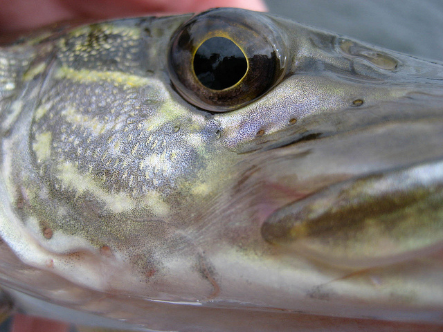 northern-pike-sikkema