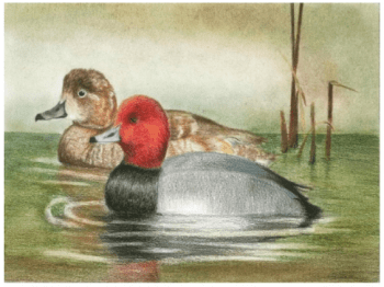 duck-stamp-michigan