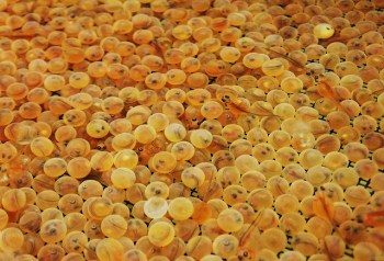 laketrouteggs-usfwsmidwest