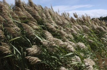 phragmites-michigan-sea-grant