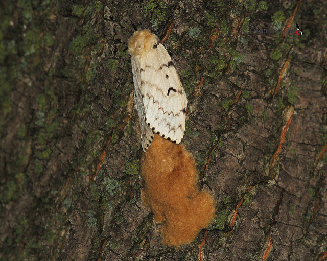 14978353651_08dfdcea97_z