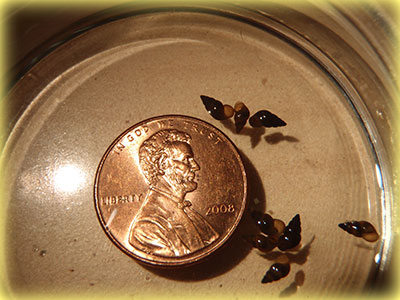 new zealand mudsnails michigan deq