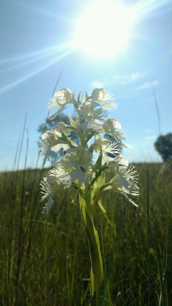 prairie fringed orchid endangered threatened fish wildlife service