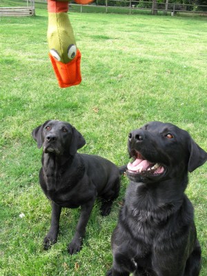 hunting-dogs-duck-oakleyoriginals