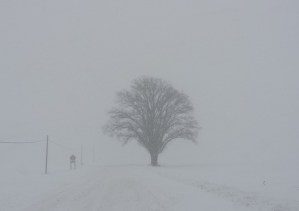 michigan tree snow wind