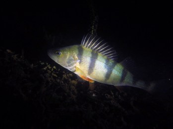 perch michigan great lakes
