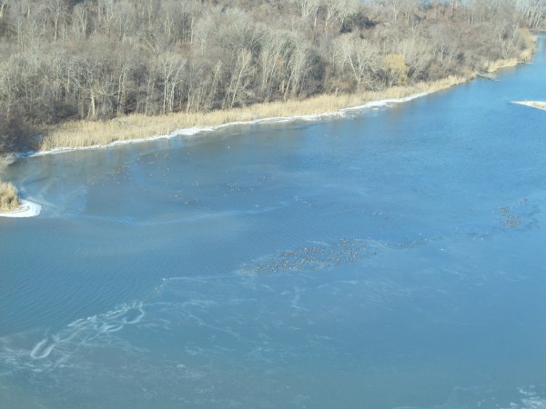 aerial waterfowl survey michigan dnr ducks