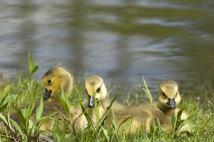 Goslings are a common sight in Michigan in the spring