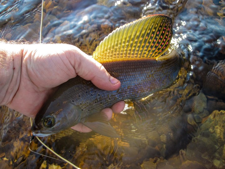arctic grayling michigan