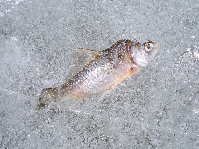 fish-235085_640