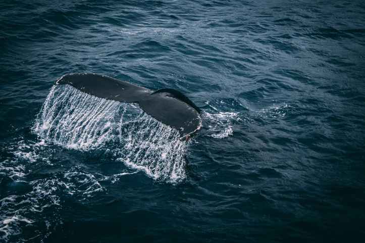 photography of whale tail on water surface