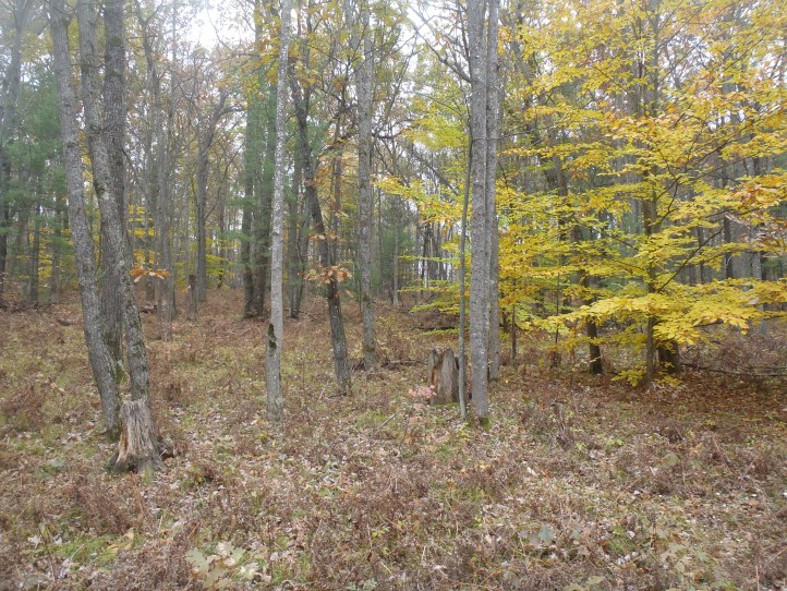 Clare County - E Long Lake Road.jpg