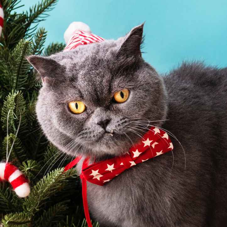 close up photo of a gray cat wearing red star printed bow tie