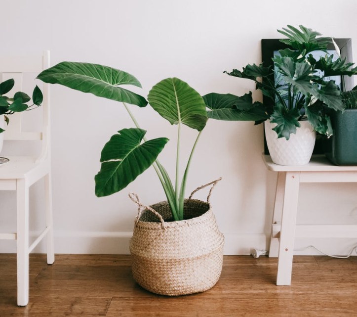 house plants healing